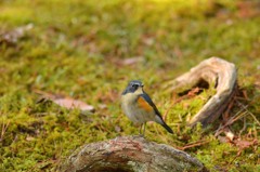 公園のルリくん