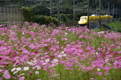 コスモス畑の向こうに
