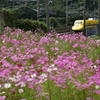 コスモス畑の向こうに