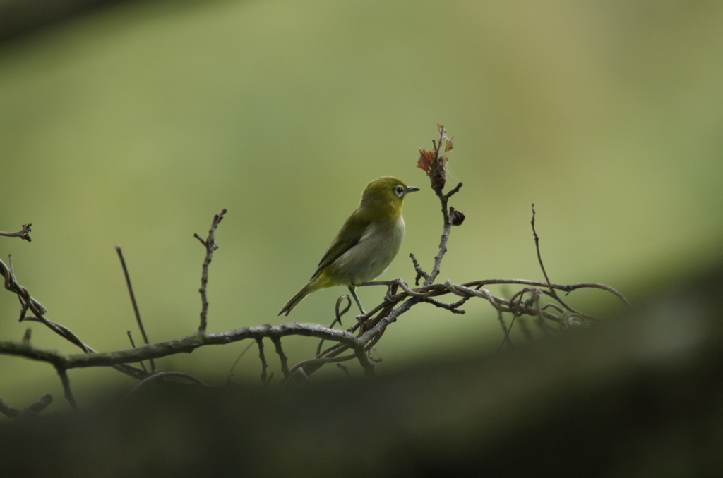 考える人(メジロ）2