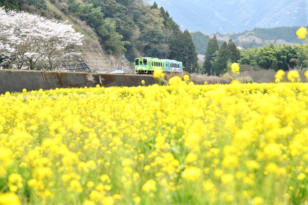 菜の花と桜
