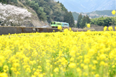 菜の花と桜