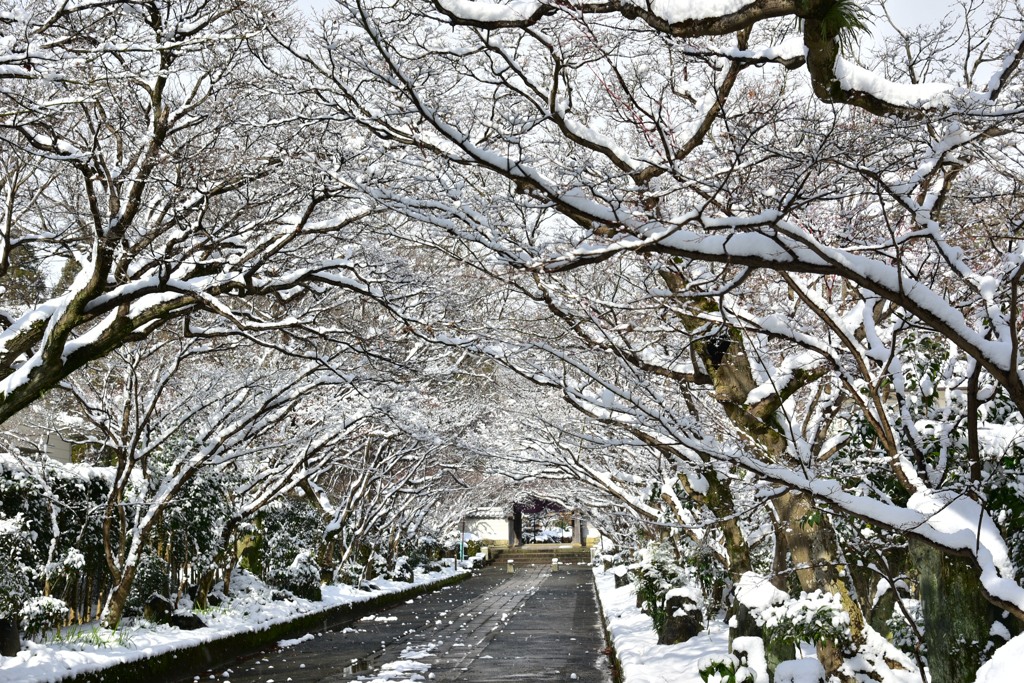 冬のもみじの参道