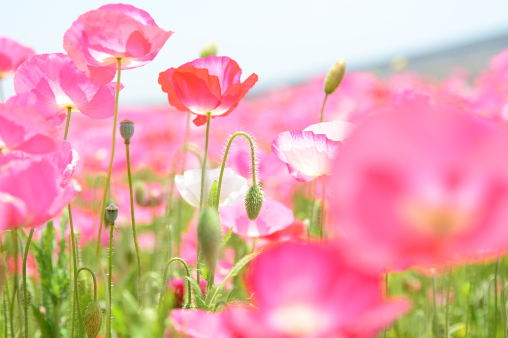 花の海のポピー