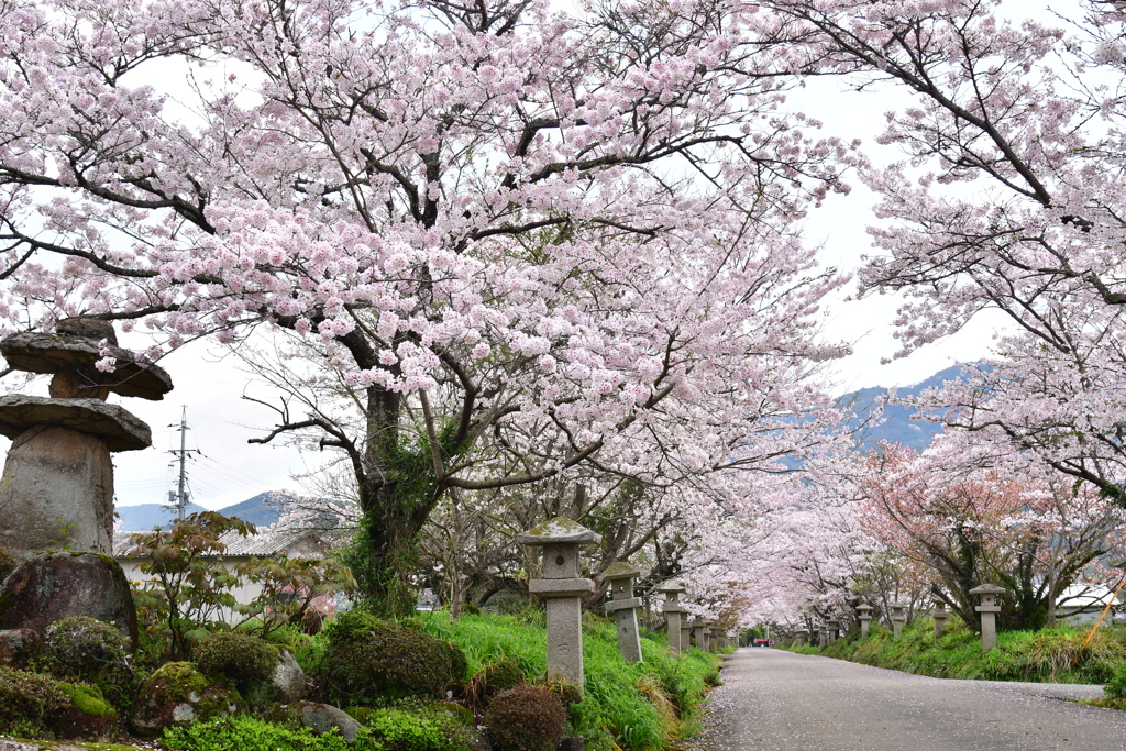 春はピンクのトンネルのできる八幡宮