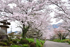 春はピンクのトンネルのできる八幡宮