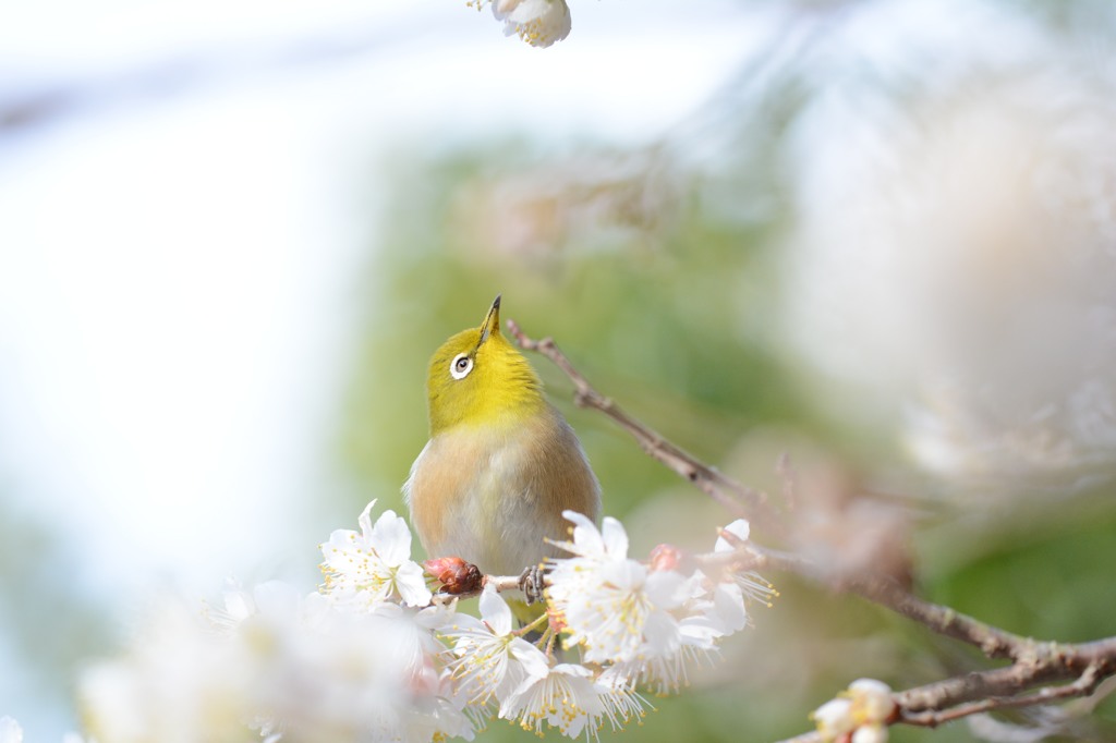 あれが欲しいのかい