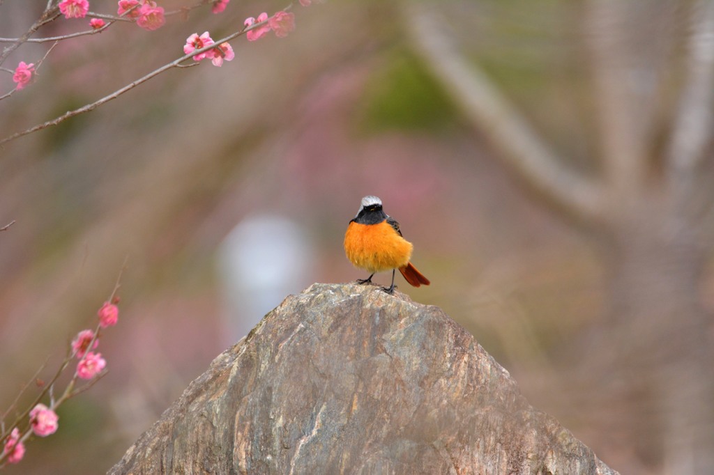 ジョビ男くんの梅