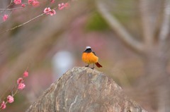 ジョビ男くんの梅