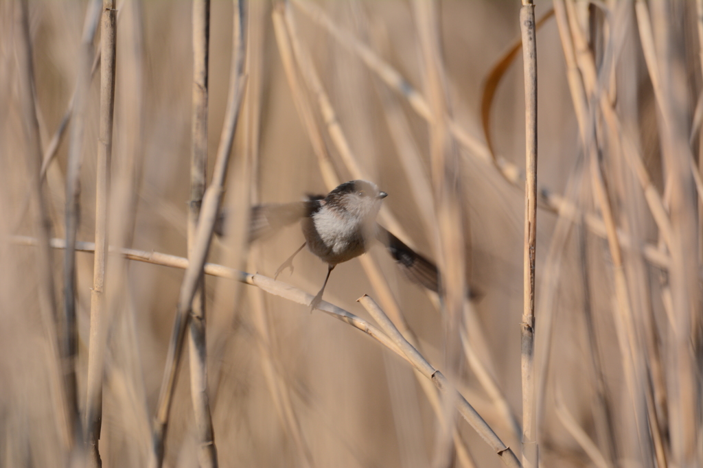 飛べエナッガっち