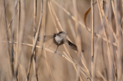 飛べエナッガっち