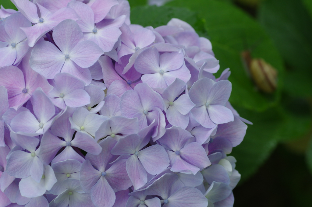 おしくらまんじゅう