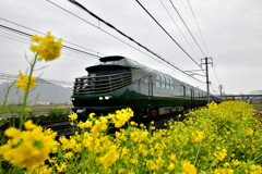 菜の花街道下り