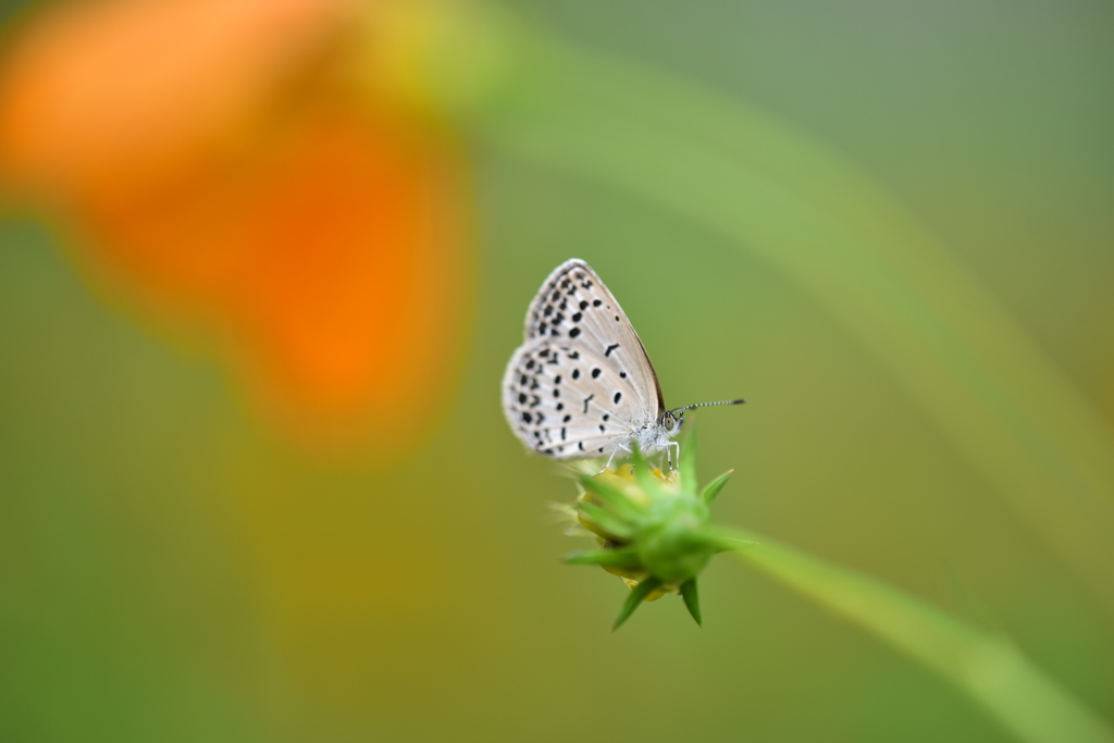 花びら落ちてるよ