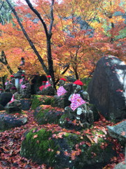 苔地蔵ともみじ