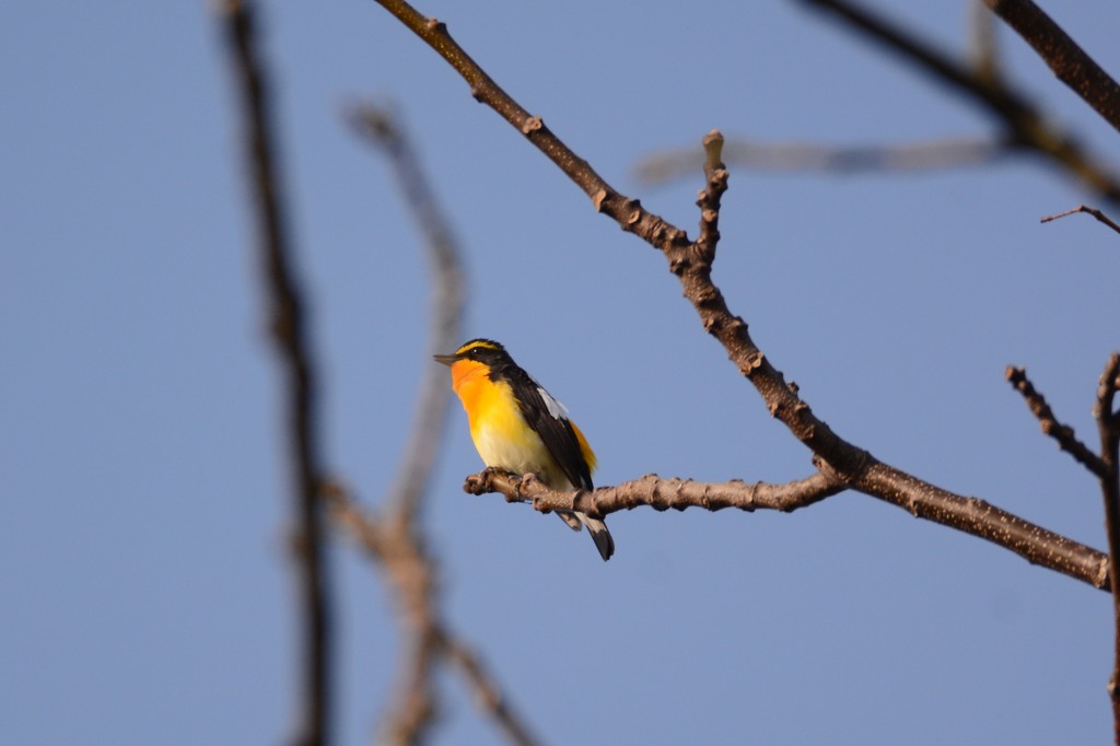 キビくん朝日に向かって