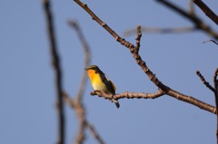 キビくん朝日に向かって