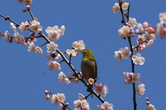 梅にメジロ