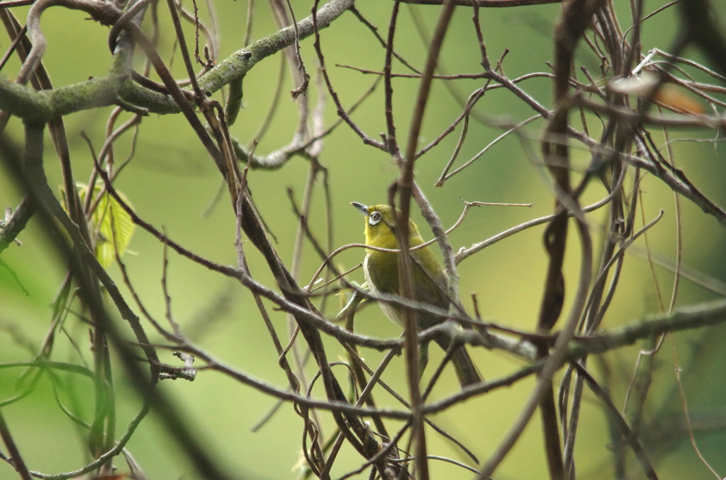 考える人(メジロ)