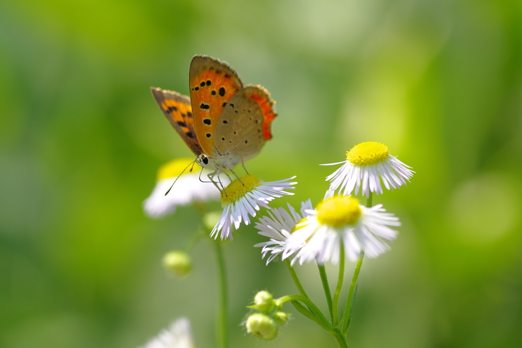 ベニちゃんキメポーズ