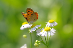 ベニちゃんキメポーズ