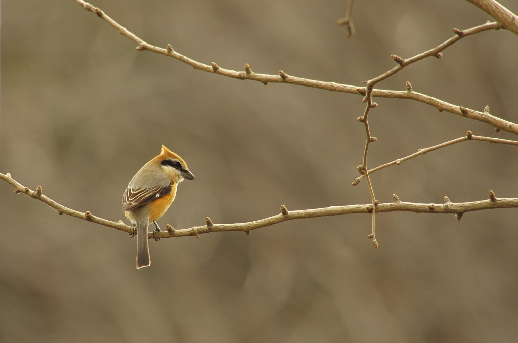 かっこいい百舌鳥