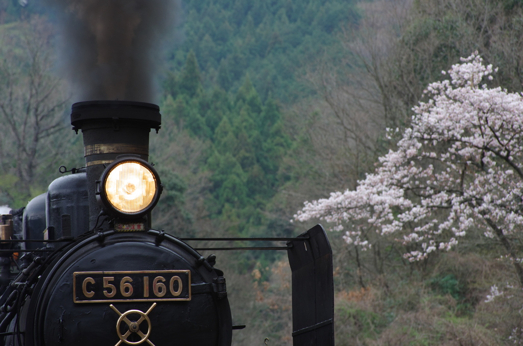 桜と2