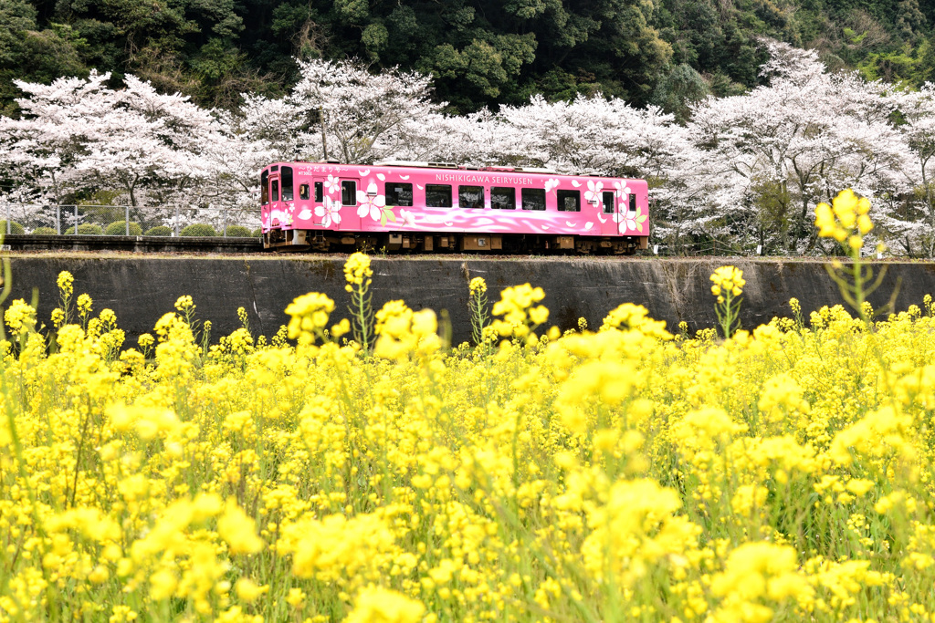 ひだまり号と菜の花