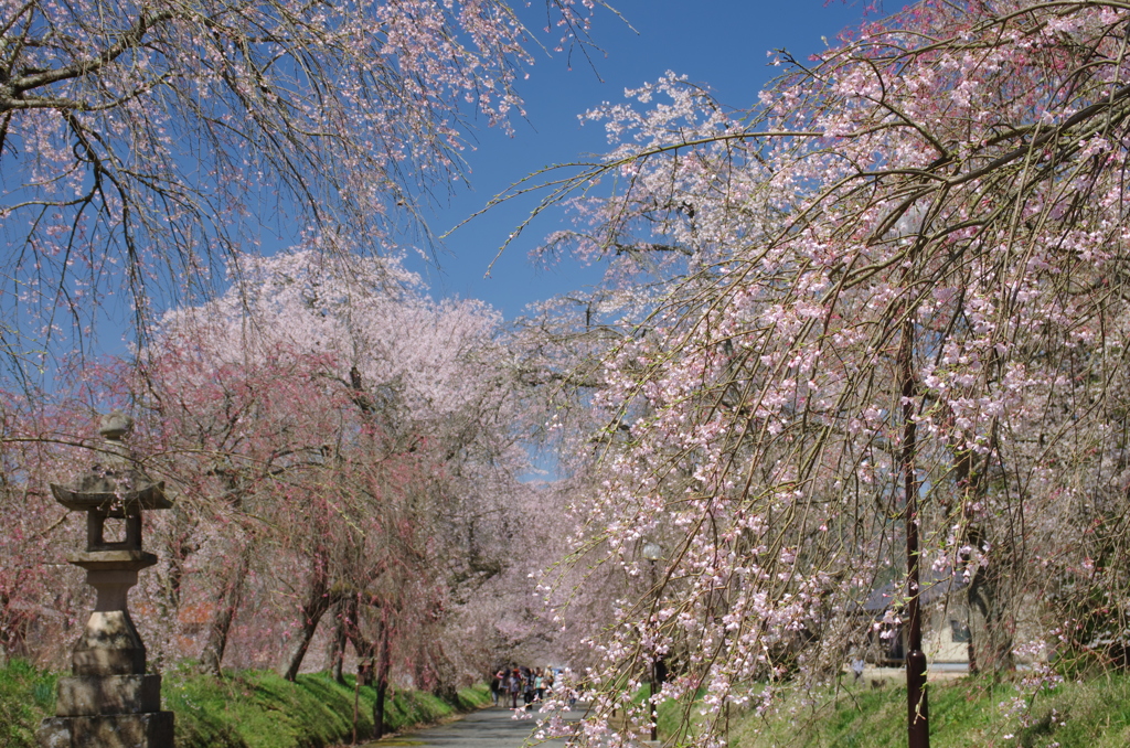 しだれざくらのトンネル