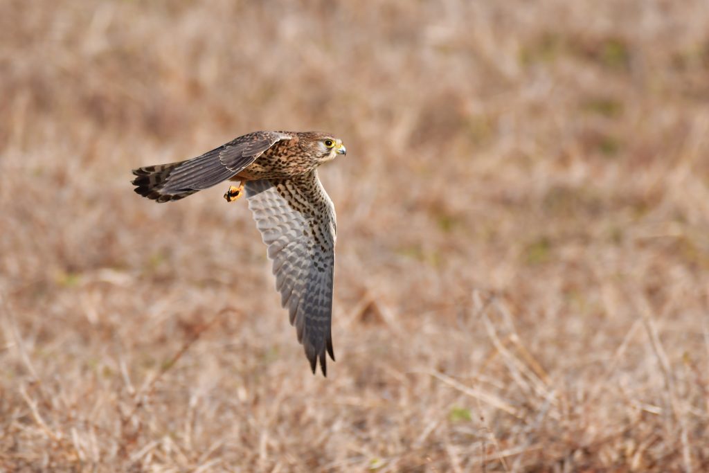 チョウゲンボウです2