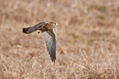 チョウゲンボウです2