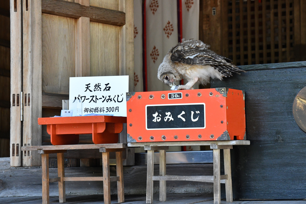 おみくじは私が引きます