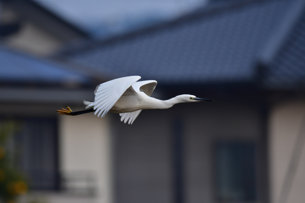 ヒャッホー　ってか？
