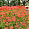 曼殊沙華