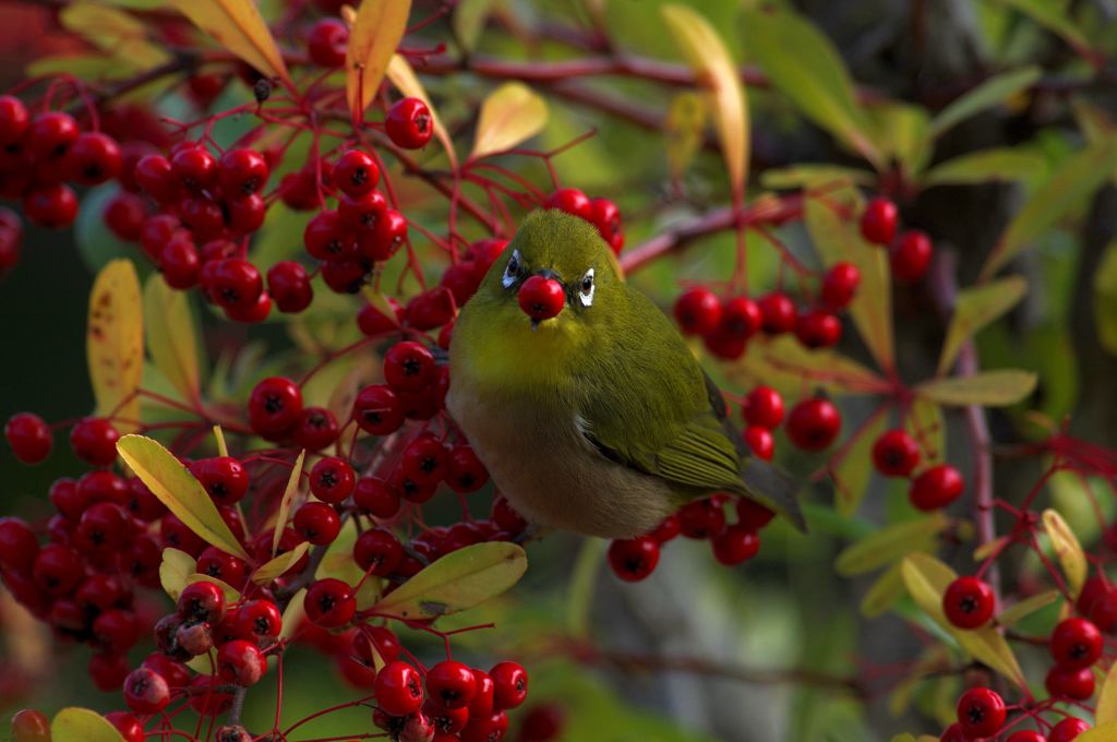 ゲットメジロと目があった　