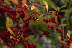 ゲットメジロと目があった　