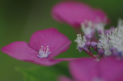 紫陽花の花