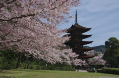 さくらと・・・・・