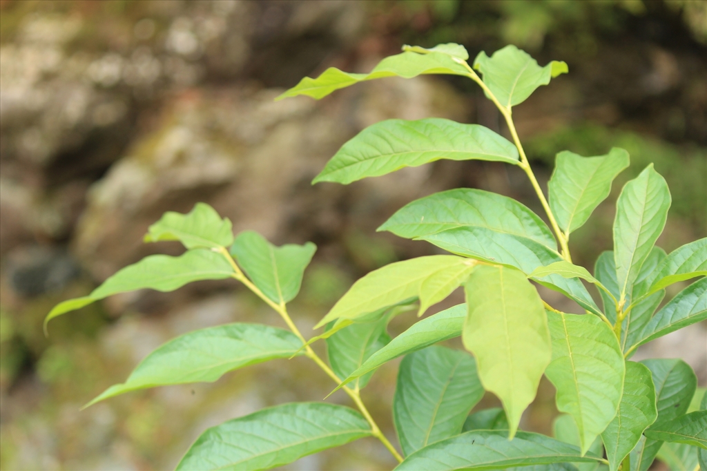 葉に魅せられて