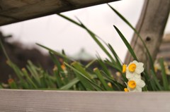 皇居に咲く花