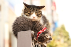 銀座の猫