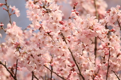 桜が咲いた