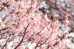 御苑の桜