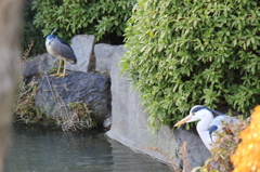 チラッチラッ