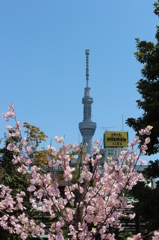 天空の森