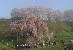 朝もやの滝桜