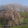 朝もやの滝桜