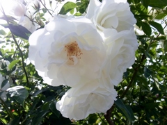 rose garden 08