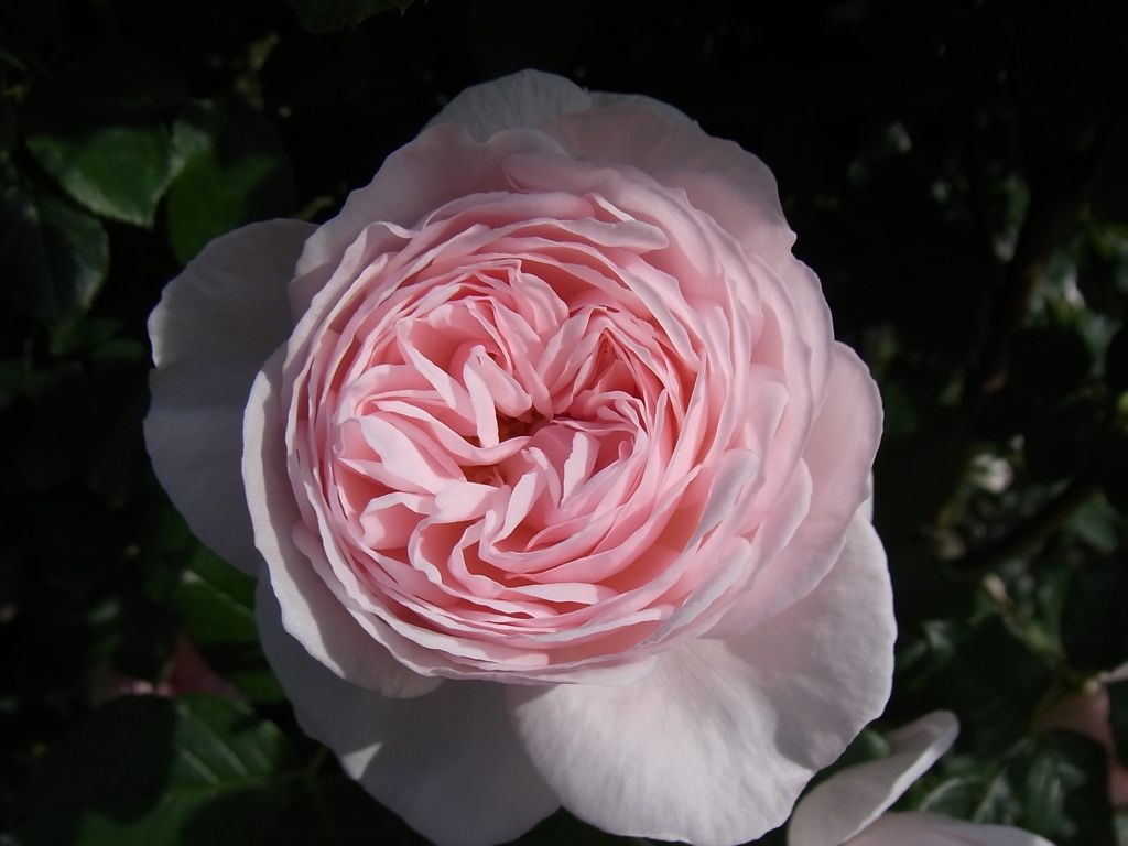 rose garden 05