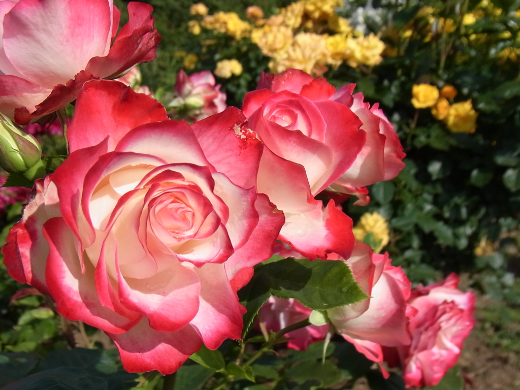 rose garden 10